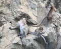 Monkeys at Amphoe Takua ThungÃ¢ÂÂ©, PhangngaÃ¢ÂÂ©, Thailand